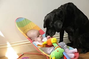 Dog. Dog with baby in buggy