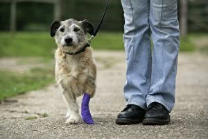DOG - dog with bandaged leg being walked on a lead