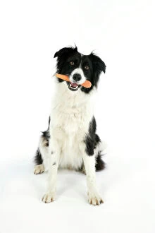 Holding Collection: DOG. Dog with carrot in mouth