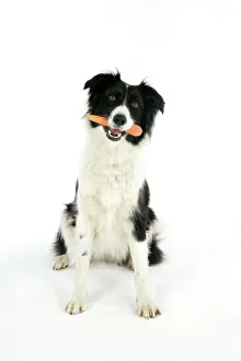 Holding Collection: DOG. Dog with carrot in mouth