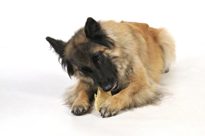 Images Dated 20th June 2009: DOG. dog chewing on rawhide