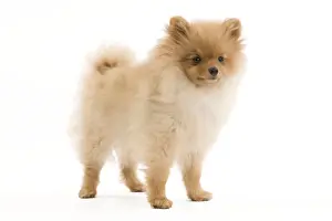 Spitz Prints: Dog - Dog - Dwarf Spitz / Pomeranian - 6 month old puppy - orange colourting