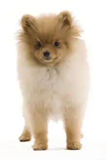 Dog - Dog - Dwarf Spitz / Pomeranian - 6 month old puppy - orange colourting. Also know as Spitz nain