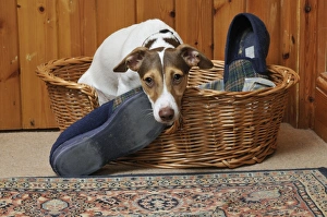 Images Dated 20th June 2009: DOG. dog being possessive of slippers