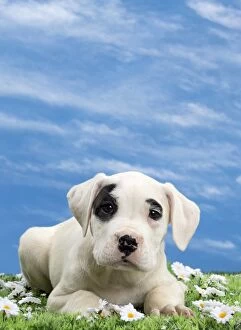 Dog - Dogo Argentino - puppy 10 weeks