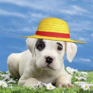 Straw Gallery: Dog - Dogo Argentino - puppy 10 weeks wearing