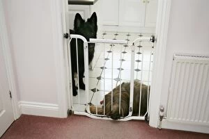 Berger De Brie Collection: DOG - dogs behind baby gate