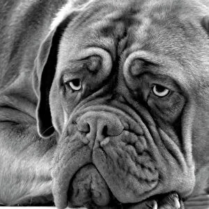 Work Breeds Collection: Dog - Dogue de Bordeaux. Black & White