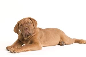 Images Dated 19th January 2009: Dog - Dogue de Bordeaux / Bordeaux / French Mastiff in studio
