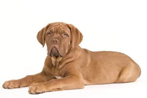 Images Dated 19th January 2009: Dog - Dogue de Bordeaux / Bordeaux / French Mastiff in studio