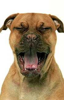 Mouths Collection: Dog - Dogue de Bordeaux / Bordeaux / French Mastiff
