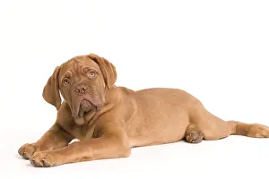 Dog - Dogue de Bordeaux / Bordeaux / French Mastiff in studio