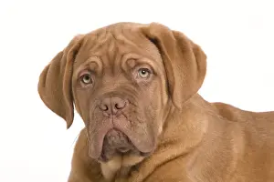 Dog - Dogue de Bordeaux / Bordeaux / French Mastiff in studio