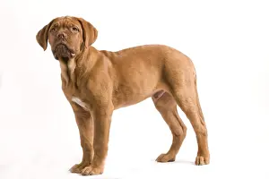 Dog - Dogue de Bordeaux / Bordeaux / French Mastiff in studio