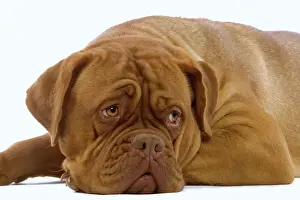 Mastiffs Prints: Dog - Dogue de Bordeaux / Bordeaux / French Mastiff in studio