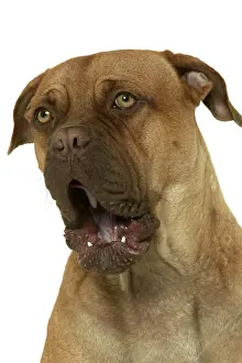 Dog - Dogue de Bordeaux / Bordeaux / French Mastiff - yawning