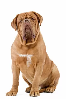 Work Breeds Collection: Dog - Dogue de Bordeaux / Bordeaux Mastiff / French Mastiff / Bordeauxdog