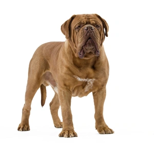 Images Dated 22nd October 2011: Dog - Dogue de Bordeaux / Bordeaux Mastiff / French Mastiff / Bordeauxdog