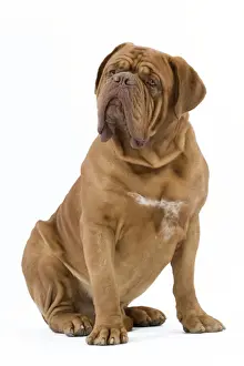 Strong Prints: Dog - Dogue de Bordeaux / Bordeaux Mastiff / French Mastiff / Bordeauxdog