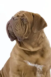 Dog - Dogue de Bordeaux / Bordeaux Mastiff / French Mastiff / Bordeauxdog