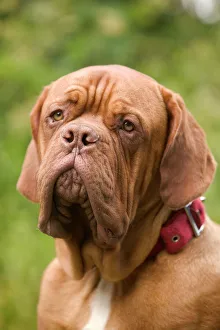 Images Dated 21st June 2004: Dog - Dogue de Bordeaux / French Mastiff