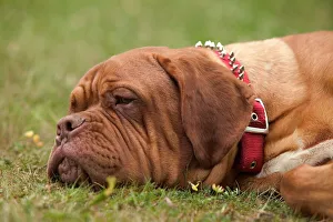 Images Dated 21st June 2004: Dog - Dogue de Bordeaux / French Mastiff
