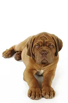 DOG. Dogue de bordeaux puppy laying down