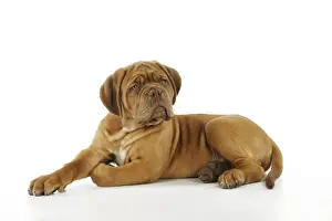 DOG. Dogue de bordeaux puppy laying down
