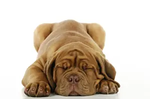 Mastiffs Prints: DOG. Dogue de bordeaux puppy laying down
