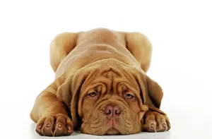 Mastiffs Prints: DOG. Dogue de bordeaux puppy laying down