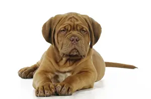 DOG. Dogue de bordeaux puppy laying down