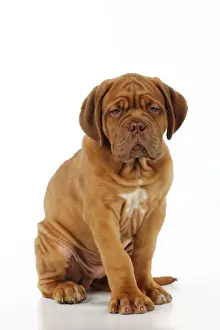 Mastiffs Prints: DOG. Dogue de bordeaux puppy sitting down