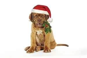 DOG -Dogue de bordeaux puppy sitting down holding holly wearing Christmas hat