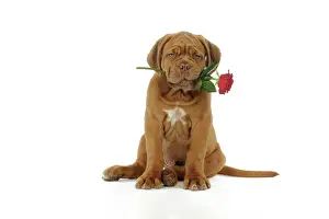 Holding Prints: DOG. Dogue de bordeaux puppy sitting down holding a rose