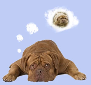 Dog - Dogue de Bordeaux thinking of a puppy