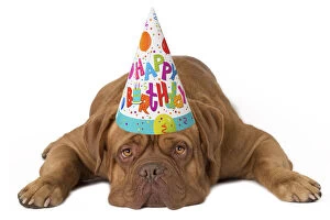 Birthdays Gallery: Dog - Dogue de Bordeaux wearing a Happy Birthday hat
