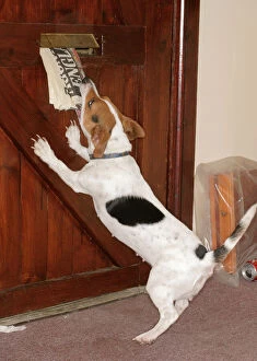 DOG - at door. Jack Russell takes paper from letterbox