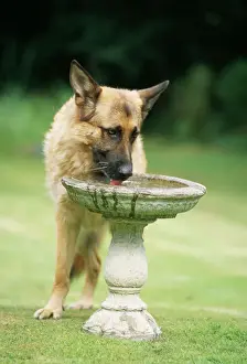 Drinking Prints: Dog Drinking from Bird Bath