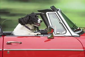 Dog Driving car