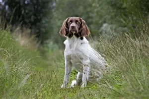 Dog - Dutch Partridge Dog / Drentsche Patrijshond