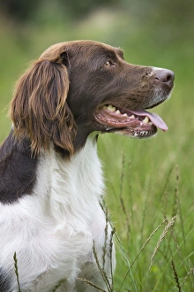 Boy's bedroom Gallery: Dog - Dutch Partridge Dog / Drentsche Patrijshond