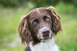 Dog - Dutch Partridge Dog / Drentsche Patrijshond Dog - Dutch Partridge Dog / Drentsche Patrijshond