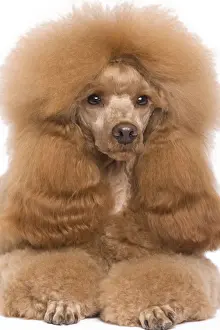 Dog - Dwarf / Nain Poodle - Fawn Red colouring