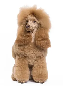 Dog - Dwarf / Nain Poodle - Fawn Red colouring