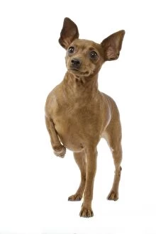 Images Dated 12th March 2006: Dog - Dwarf Pinscher - lifting a paw