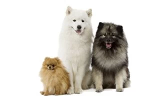 Samoyed Gallery: Dog - Dwarf Spitz