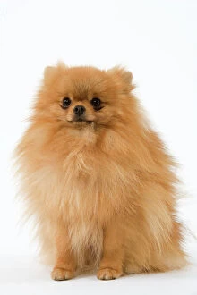 Dog - Dwarf Spitz / Pomeranian. Also know as Spitz nain