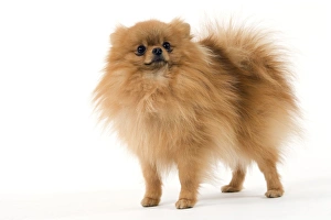 Images Dated 11th March 2006: Dog - Dwarf Spitz / Pomeranian / Spitz nain