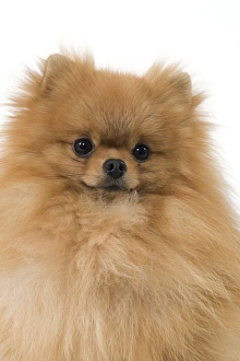 Images Dated 11th March 2006: Dog - Dwarf Spitz / Pomeranian / Spitz nain