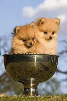 Images Dated 19th March 2009: Dog - two Dwarf Spitz / Pomeranians - in silver cup Also know as Spitz nain